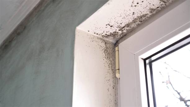 Professional Mold Removal in Bladensburg, MD
