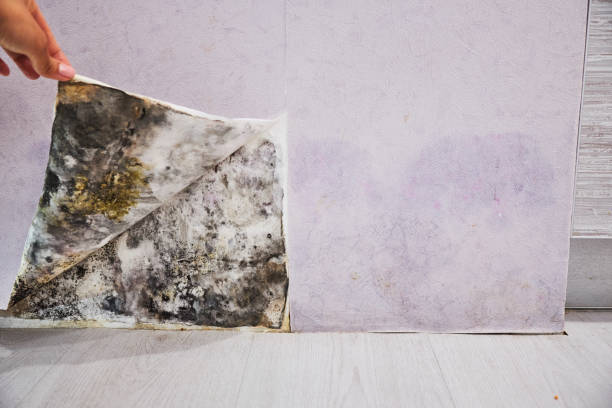 Best Professional Mold Removal  in Bladensburg, MD